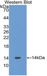 Western blot of recombinant VPREB1 / CD179A.