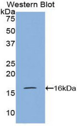Western blot of recombinant VPREB1 / CD179A.