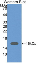 Western blot of recombinant VPREB1 / CD179A.