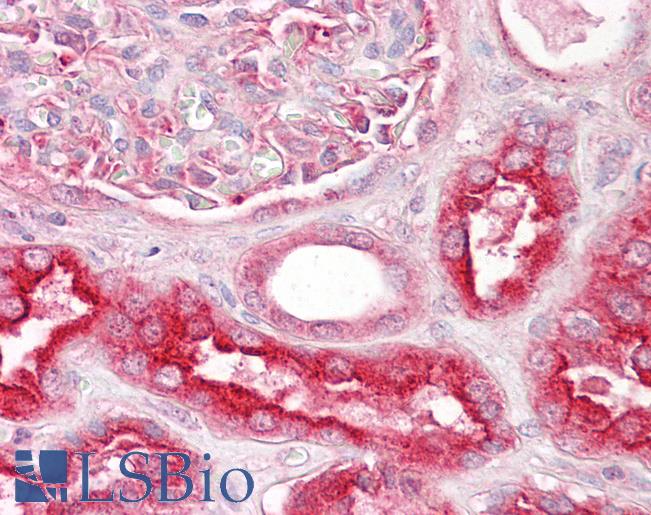 Anti-VPS11 antibody IHC of human kidney. Immunohistochemistry of formalin-fixed, paraffin-embedded tissue after heat-induced antigen retrieval. Antibody LS-B7341 concentration 3.75 ug/ml.