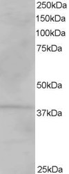 Antibody staining (1 ug/ml) of Human Kidney lysate (RIPA buffer, 35 ug total protein per lane). Primary incubated for 1 hour. Detected by Western blot of chemiluminescence.