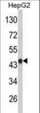 Western blot of VPS26A Antibody in HepG2 cell line lysates (35 ug/lane). VPS26A (arrow) was detected using the purified antibody.