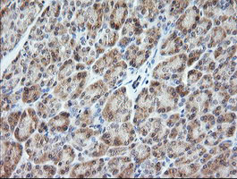 IHC of paraffin-embedded Human pancreas tissue using anti-VPS28 mouse monoclonal antibody. (Heat-induced epitope retrieval by 10mM citric buffer, pH6.0, 120°C for 3min).