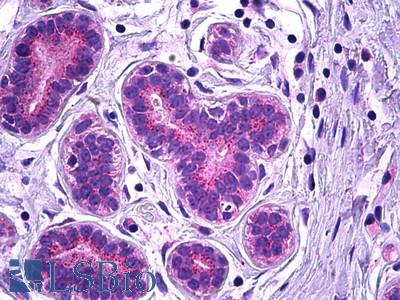 Anti-VPS35 antibody IHC of human breast, epithelium. Immunohistochemistry of formalin-fixed, paraffin-embedded tissue after heat-induced antigen retrieval. Antibody LS-B5909 concentration 3.75 ug/ml.