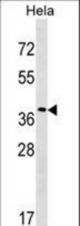 VPS37C Antibody western blot of HeLa cell line lysates (35 ug/lane). The VPS37C antibody detected the VPS37C protein (arrow).