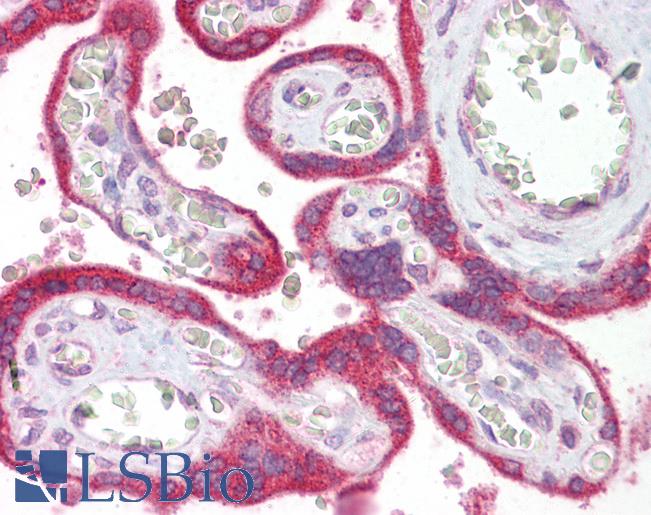 Anti-VPS39 antibody IHC of human placenta. Immunohistochemistry of formalin-fixed, paraffin-embedded tissue after heat-induced antigen retrieval. Antibody LS-B7035 concentration 5 ug/ml.