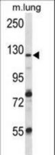 VPS54 Antibody western blot of mouse lung tissue lysates (35 ug/lane). The VPS54 antibody detected the VPS54 protein (arrow).