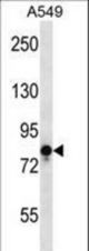 TRPV1 Antibody western blot of A549 cell line lysates (35 ug/lane). The TRPV1 antibody detected the TRPV1 protein (arrow).