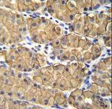 VSIG1 Antibody immunohistochemistry of formalin-fixed and paraffin-embedded human stomach tissue followed by peroxidase-conjugated secondary antibody and DAB staining.