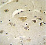 VSTM2A Antibody immunohistochemistry of formalin-fixed and paraffin-embedded human brain tissue followed by peroxidase-conjugated secondary antibody and DAB staining.