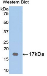 Western blot of recombinant VSX2 / CHX10.