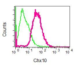 Flow cytometry of permeabilized Y79 cells using anti-VSX2 / CHX10 antibody (red)or a rabbit IgG (negative) (green).