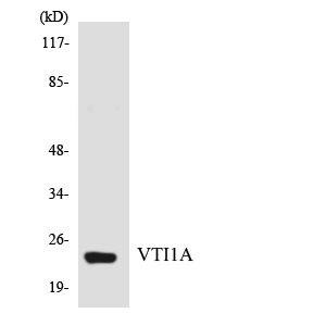 Western blot of the lysates from HUVEC cells using VTI1A antibody.