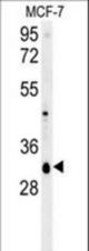 VTI1B Antibody western blot of MCF-7 cell line lysates (35 ug/lane). The VTI1B antibody detected the VTI1B protein (arrow).