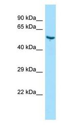 VTN / Vitronectin antibody Western Blot of Rat Kidney. Antibody dilution: 1 ug/ml.