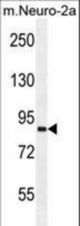 VWA3B Antibody western blot of mouse Neuro-2a cell line lysates (35 ug/lane). The VWA3B antibody detected the VWA3B protein (arrow).