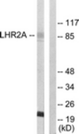 Western blot of extracts from 293 cells, using LHR2A Antibody. The lane on the right is treated with the synthesized peptide.