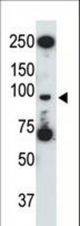The anti-mTLR5 antibody is used in Western blot to detect TLR5 in HL60 cell lysate.