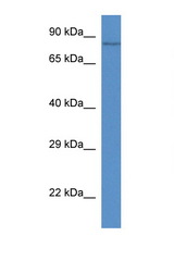 VWA5A antibody LS-C135332 Western blot of Mouse Kidney lysate. Antibody concentration 1 ug/ml.