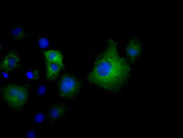 Anti-VWA5A mouse monoclonal antibody immunofluorescent staining of COS7 cells transiently transfected by pCMV6-ENTRY VWA5A.