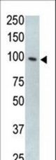 The anti-mTLR5 antibody is used in Western blot to detect TLR5 in HL60 cell lysate.