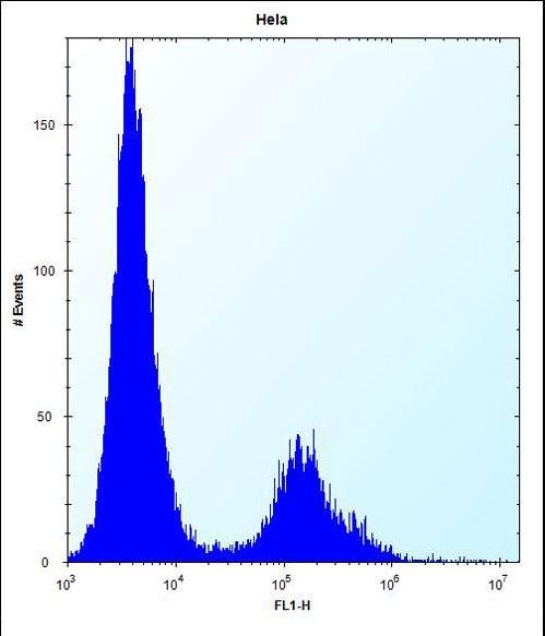 VDR Antibody flow cytometry of HeLa cells (right histogram) compared to a negative control cell (left histogram). FITC-conjugated donkey-anti-rabbit secondary antibodies were used for the analysis.