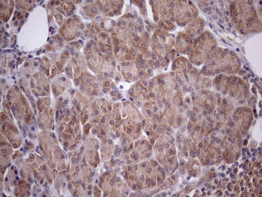 IHC of paraffin-embedded Human pancreas tissue using anti-CHMP5 mouse monoclonal antibody. (Heat-induced epitope retrieval by Tris-EDTA, pH8.0)(1:150).