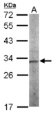 Sample (50 ug of whole cell lysate). A: mouse stomach. 12% SDS PAGE. Vps60 / CHMP5 antibody diluted at 1:1000.