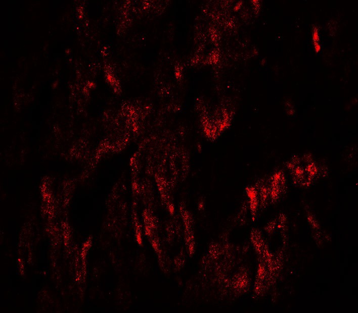Immunofluorescence of WAPL in rat heart tissue with WAPL antibody at 20 ug/mL.