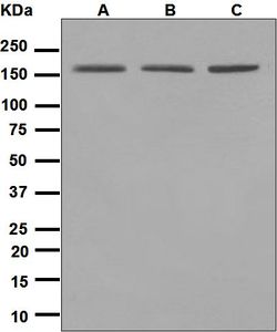 Western blot analysis on (A) HeLa, (B) 293T, and (C) Jurkat cell lysates using anti-WAPL antibody.