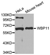 Western blot analysis of extracts of various cell lines, using WBP11 antibody.