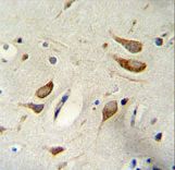 WBP2 Antibody immunohistochemistry of formalin-fixed and paraffin-embedded human brain tissue followed by peroxidase-conjugated secondary antibody and DAB staining.