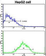 Flow cytometric of HepG2 cells using WBP2 Antibody (bottom histogram) compared to a negative control cell (top histogram). FITC-conjugated goat-anti-rabbit secondary antibodies were used for the analysis.