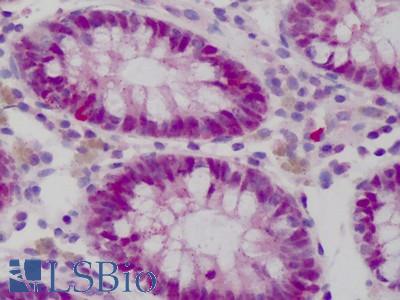 Anti-WDHD1 antibody IHC of human colon. Immunohistochemistry of formalin-fixed, paraffin-embedded tissue after heat-induced antigen retrieval. Antibody LS-B1656 concentration 15 ug/ml.