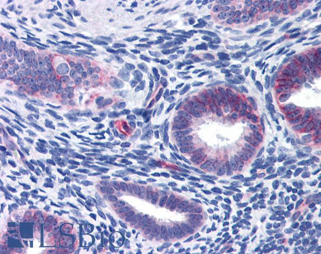 Anti-WDHD1 antibody IHC of human uterus. Immunohistochemistry of formalin-fixed, paraffin-embedded tissue after heat-induced antigen retrieval. Antibody LS-B5594 concentration 5 ug/ml.