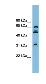 WDR1 antibody LS-C116193 Western blot of HT1080 cell lysate.