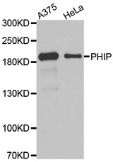 Western blot analysis of extracts of various cell lines, using PHIP antibody.