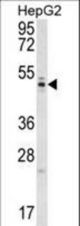 WDR12 Antibody western blot of HepG2 cell line lysates (35 ug/lane). The WDR12 antibody detected the WDR12 protein (arrow).