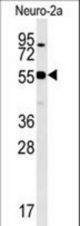 WDR18 Antibody western blot of Neuro-2a cell line lysates (35 ug/lane). The WDR18 antibody detected the WDR18 protein (arrow).