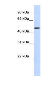 DCAF4 / WDR21A antibody LS-C102611 Western blot of Fetal Muscle lysate.