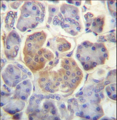 WDR25 Antibody immunohistochemistry of formalin-fixed and paraffin-embedded human pancreas tissue followed by peroxidase-conjugated secondary antibody and DAB staining.