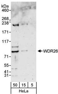Detection of Human WDR26 by Western Blot. Samples: Whole cell lysate (5, 15 and 50 ug) from HeLa cells. Antibodies: Affinity purified rabbit anti-WDR26 antibody used for WB at 0.4 ug/ml. Detection: Chemiluminescence with an exposure time of 3 minutes.