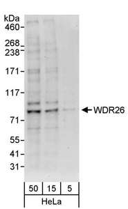 Detection of Human WDR26 by Western Blot. Samples: Whole cell lysate (5, 15 and 50 ug) from HeLa cells. Antibodies: Affinity purified rabbit anti-WDR26 antibody used for WB at 0.4 ug/ml. Detection: Chemiluminescence with an exposure time of 30 seconds.