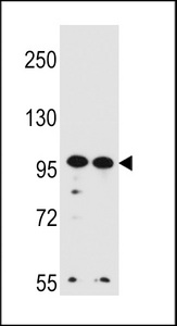WDR3 Antibody western blot of HeLa,K562 cell line lysates (35 ug/lane). The WDR3 antibody detected the WDR3 protein (arrow).