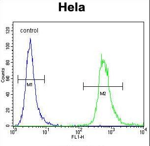WDR3 Antibody flow cytometry of HeLa cells (right histogram) compared to a negative control cell (left histogram). FITC-conjugated goat-anti-rabbit secondary antibodies were used for the analysis.