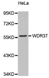 Western blot analysis of extracts of various cell lines, using WDR37 antibody.