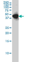WDR4 monoclonal antibody (M01), clone 1F9 Western blot of WDR4 expression in HeLa NE.