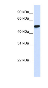 WDR4 antibody LS-C101907 Western blot of Placenta lysate.