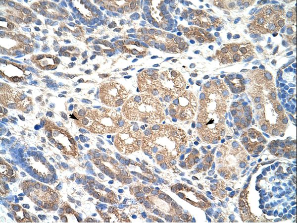 WDR4 antibody LS-C31615 was used in IHC to stain formalin-fixed, paraffin-embedded human kidney.