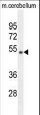 WDR41 Antibody western blot of mouse cerebellum tissue lysates (35 ug/lane). The WDR41 antibody detected the WDR41 protein (arrow).